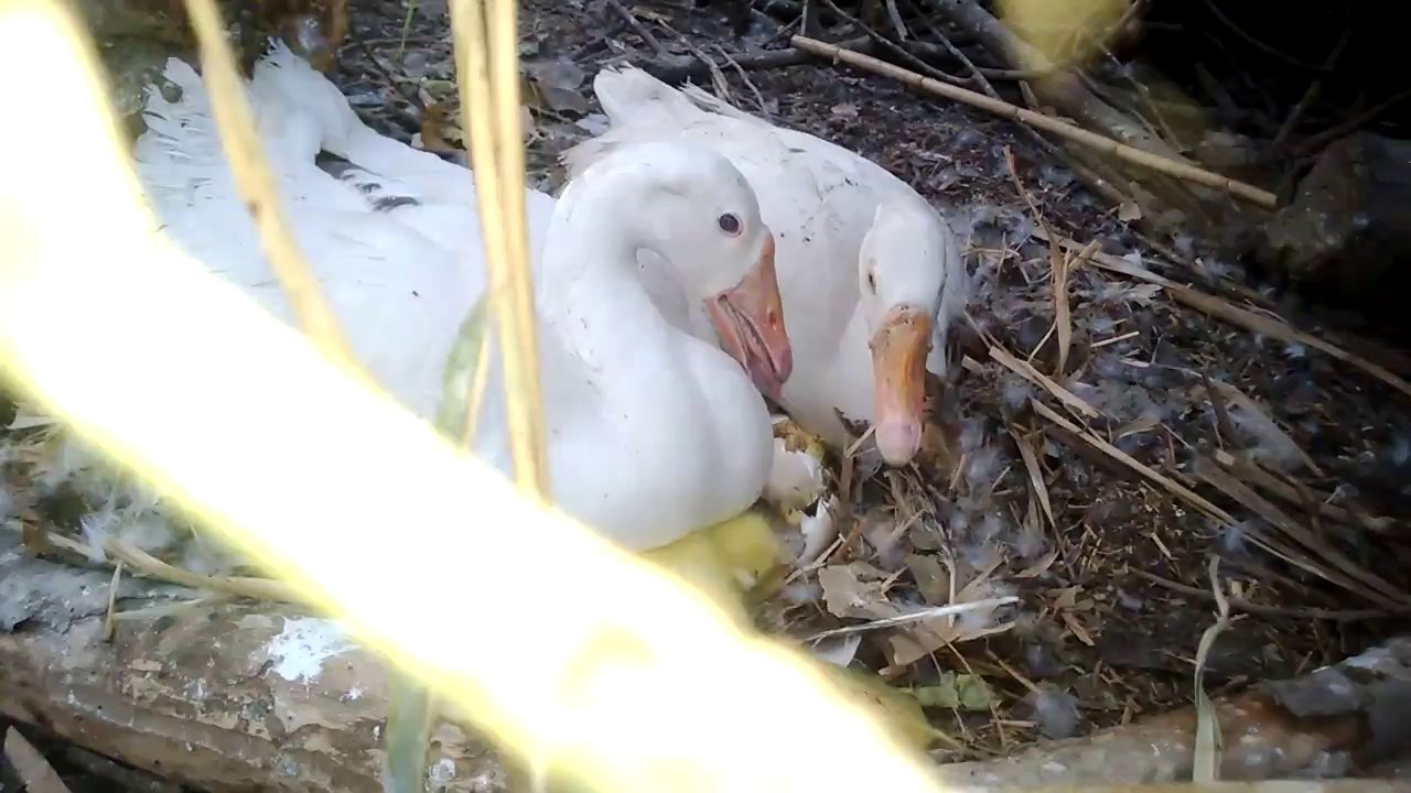 Karachi zoo Duck & Birth of a little Duckling Video  By Sajjad.cdgk (2)