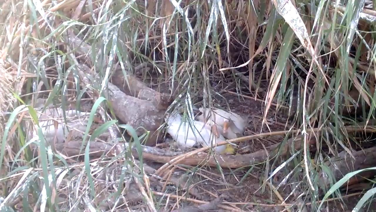 Karachi zoo Duck & Birth of a little Duckling Video  By Sajjad.cdgk (4)