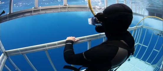 アザラシ