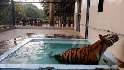 Tiger in karachi zoo
