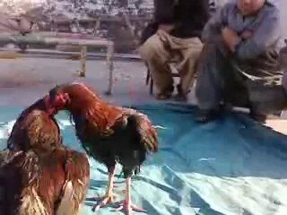 saqib lala  murga  fight  new
