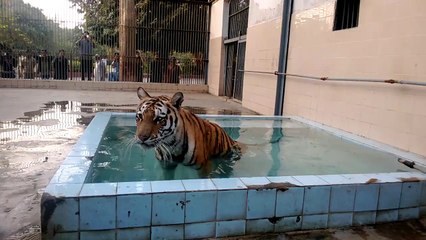Tiger in karachi zoo