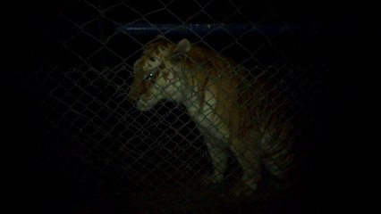 Karachi zoo Tiger