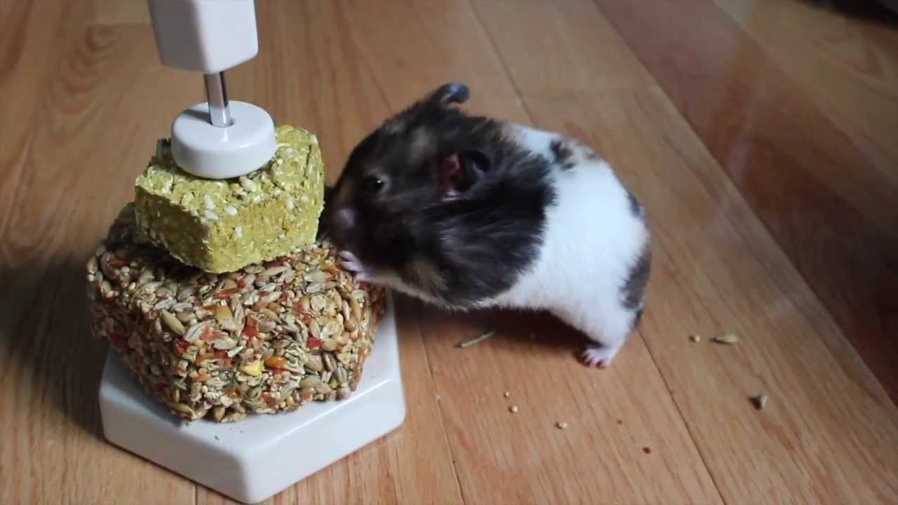 Living World Snack holder!
