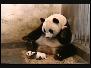 Baby Panda Sneezing