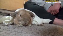 Sevilmek İsteyen Sevimli Tavşan