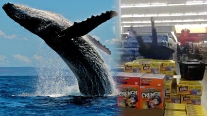 'Whaling' is the New Vine Trend That's Probably Already Over