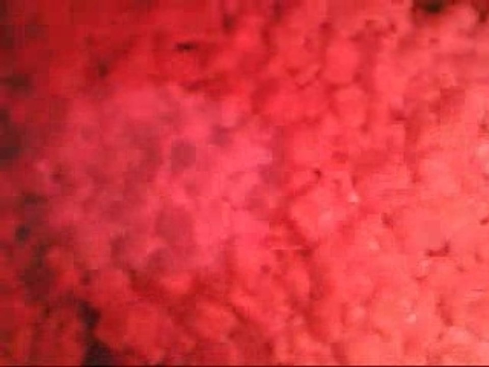 invasion polystirene