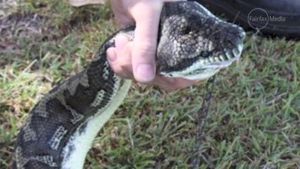 Python in the dog house after eating family pet