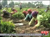 বৈরী আবহাওয়ায় ভারতে আলুর ফলন কম,