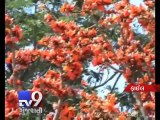 Beware of herbal colours this Holi , Part 1  - Tv9 Gujarati