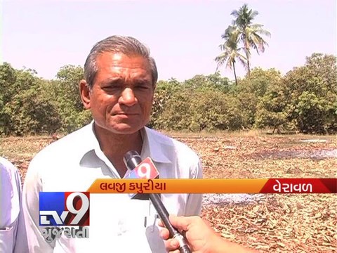 Rain hits mango crops badly , Navsari & Veraval - Tv9 Gujarati