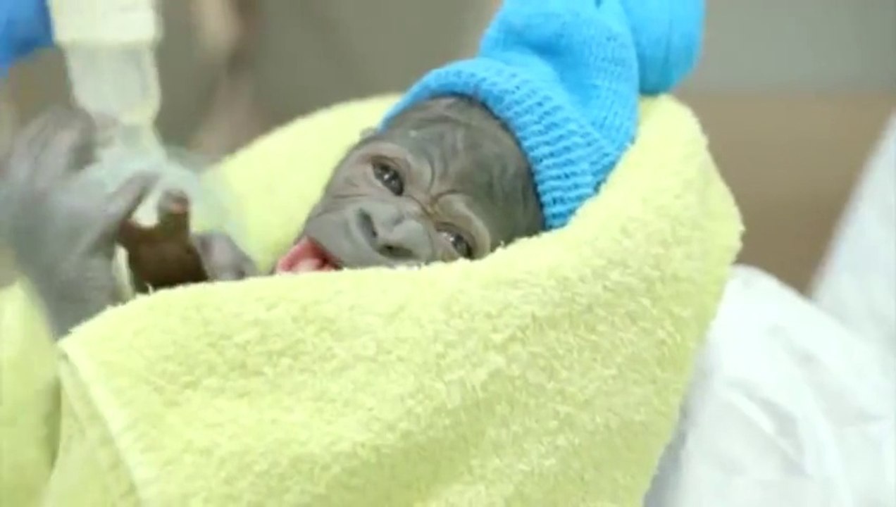 Naissance d'un bébé Gorille... Trop mignon!
