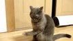 Hilarious cat stuck with a tap on his paw!!!!