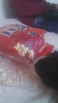 Un cochon d'inde devient fou en mangeant du Pop corn... Hilarant!