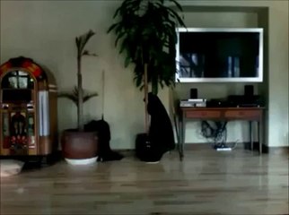 You can't stop Laughing after Watching these moments