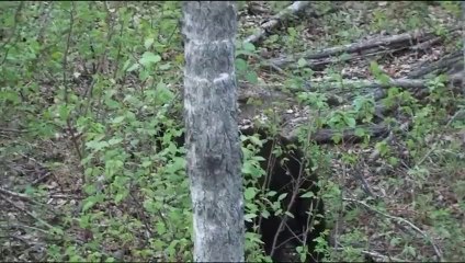 Black Bear Attempts Walking Across a Rope For A Bite Of This Tasty Beaver Treat