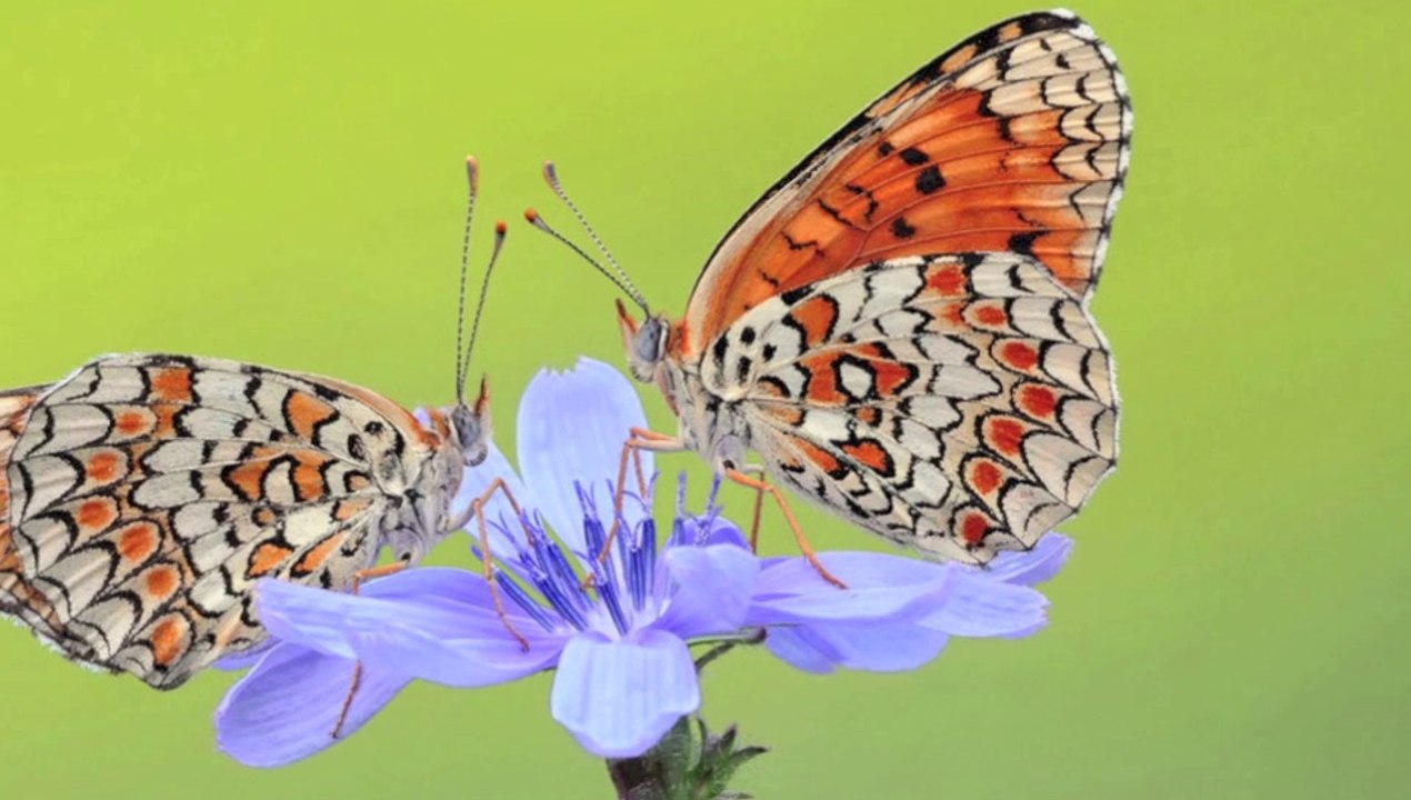 CIRO PERRINO Sitting Quietly .... Doing Nothing - Relaxing Piano Music
