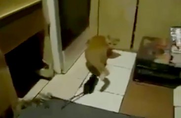 Bu Fare Ne İçtiyse Aynısından İstiyorum