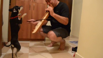 Sevimli Köpek Kemençe Sesini Duyunca