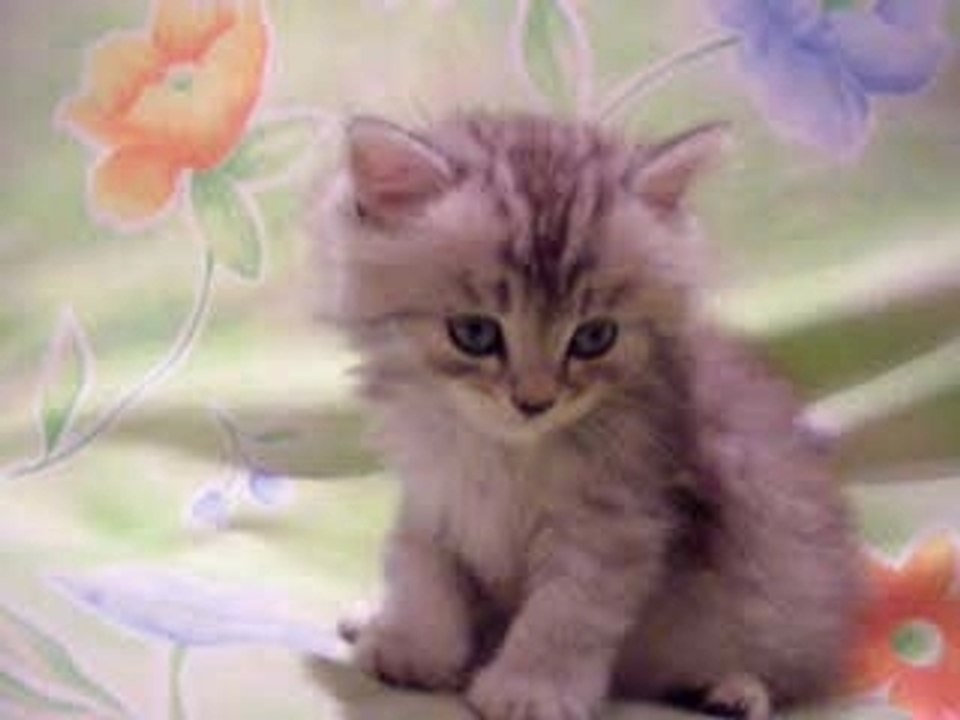 TROP MIGNON !