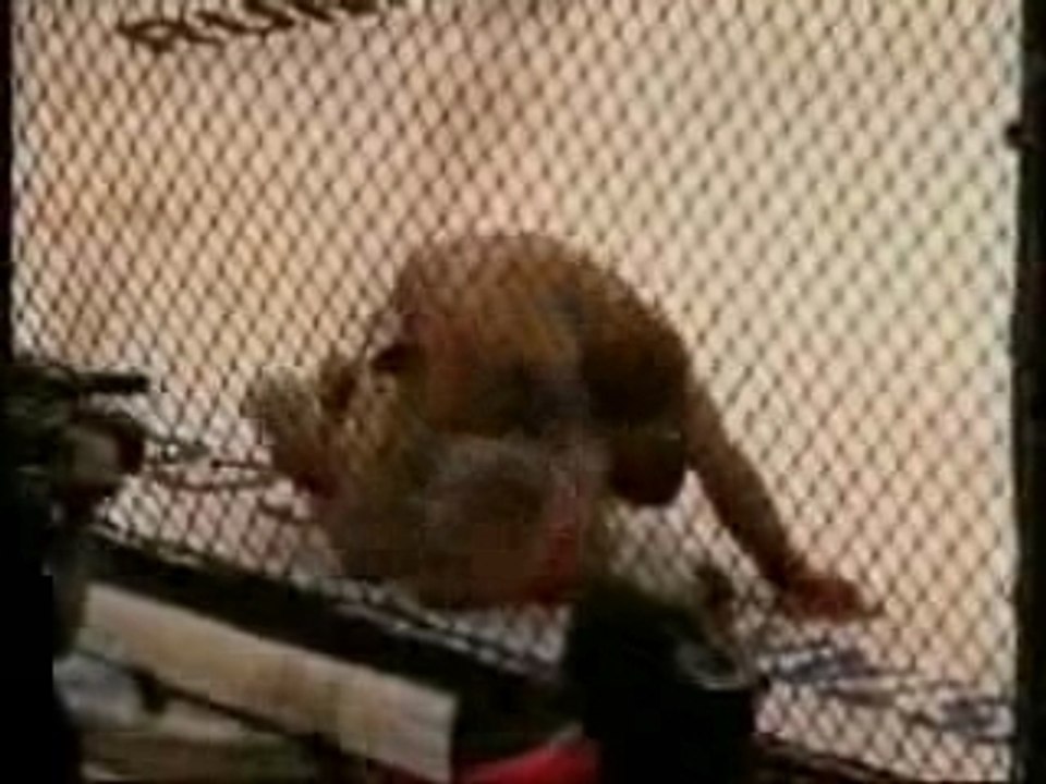 Gomi vs BJ HL