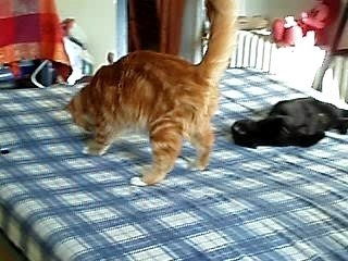 Miette et l'autre chat