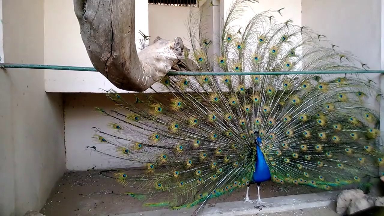 Karachi Zoo  peacock