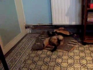 "bandit" vs "Chipie"