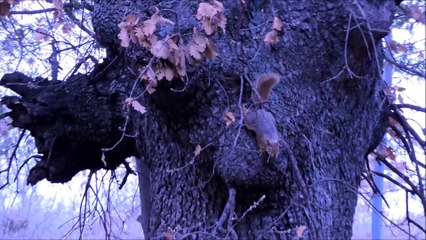 video squirrel site archeologique de Troie dardanelles mars 2014