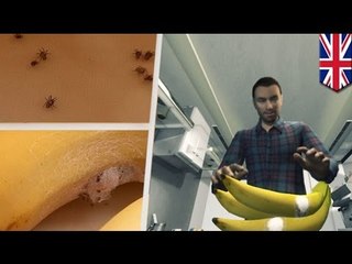Deadly spiders swarm out from bananas forcing family to flee