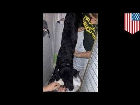 Dog keg stand gets two SUNY Brockport students arrested
