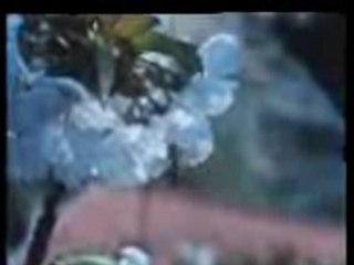 L'aventure des plantes