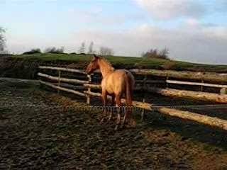 nirvana saut en liberté