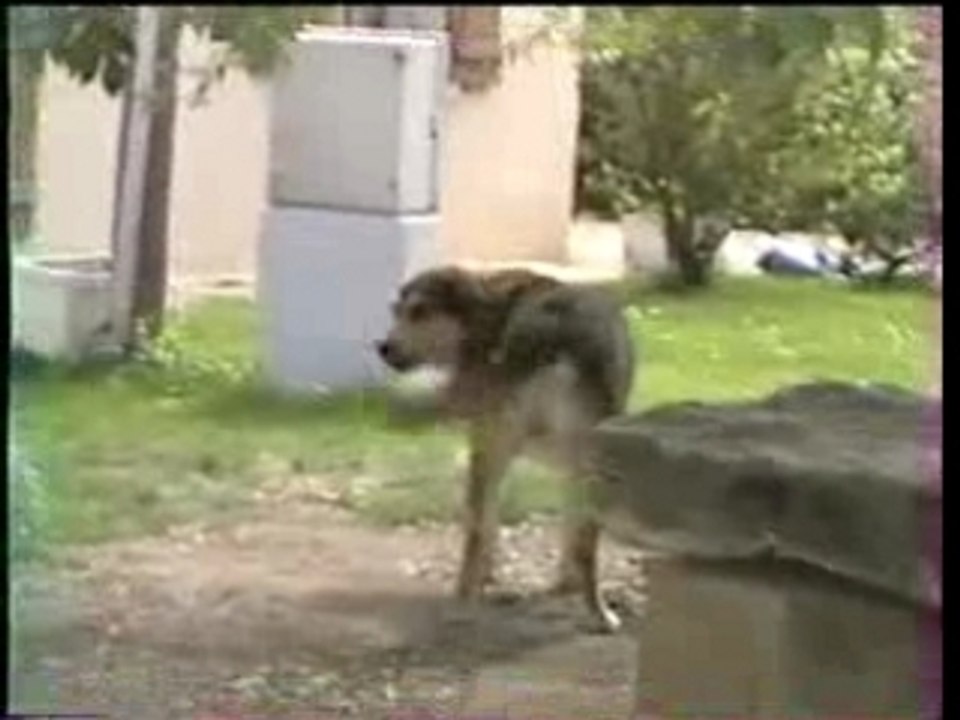 Attention au chien !!