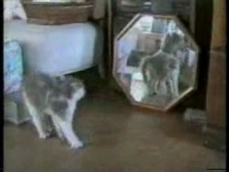 Funny-cats