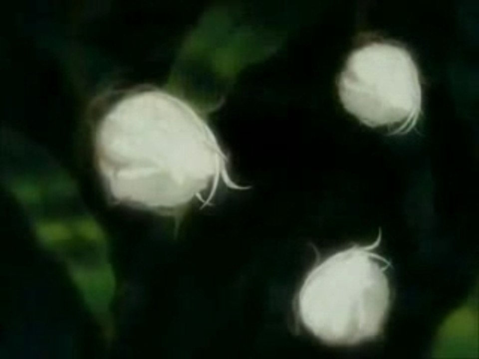 AMV - Wolf's Rain - Wild Arms