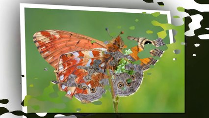 Foto Macro 2012 - Francesco Cassulo