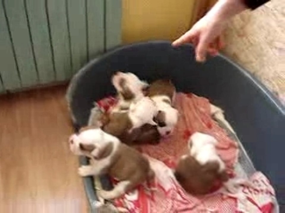 bartok bebe2