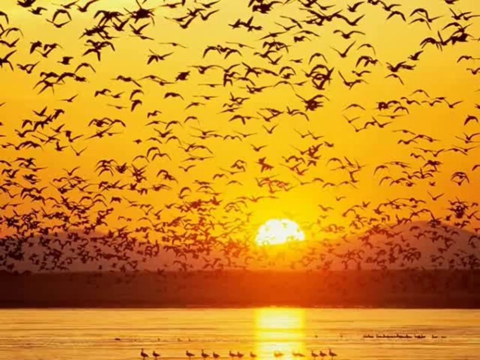 Ahmed Arif - Hasretinden Prangalar Eskittim