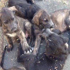 7 semaines chiots d Enniskillen 2014
