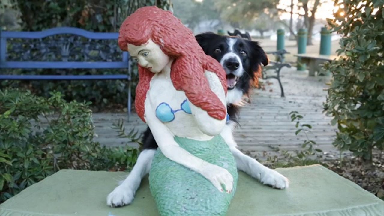 Find Momo : Série de photos avec un chien caché