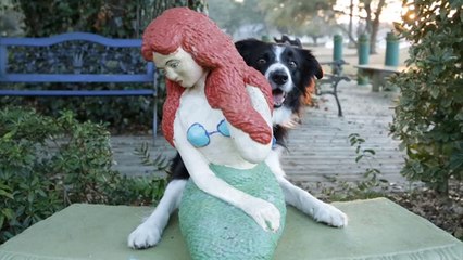 Find Momo : Série de photos avec un chien caché