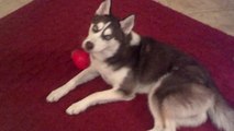 Pushy Husky Howls When Hungry