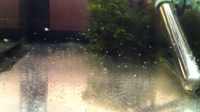 Alevins de 8 jours repro génération 5 dragon