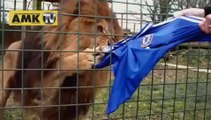 Chelsea formasını parçalayan Aslan