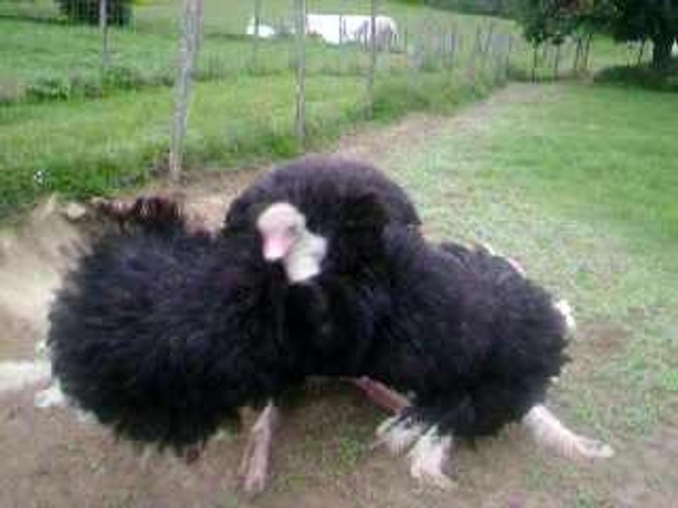 la parade amoureuse de l'autruche!