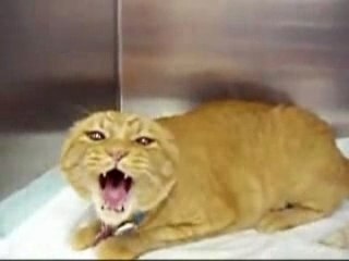 chat ch'est enervé !!!