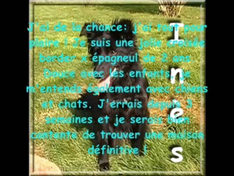 Nos animaux à adopter