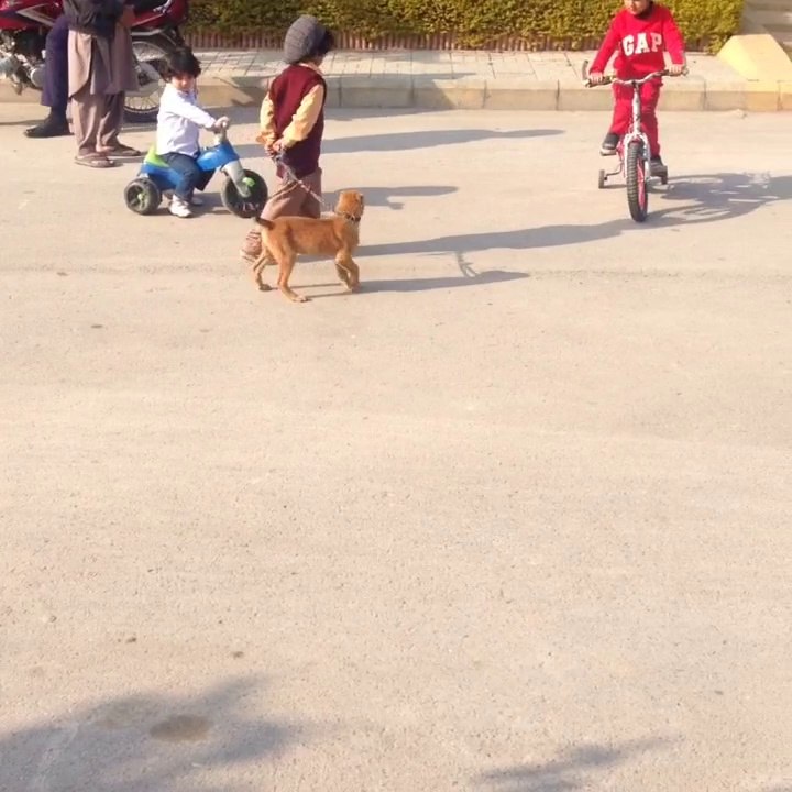 Master Dayan with Tiger- ( Kurdish Kengal)